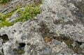 【北アルプス】氷河期の生き残り！  絶滅危惧種＆天然記念物、ライチョウ調査と白馬乗鞍岳の “最新” 登山道状況　長野県小谷村・2025年の画像001