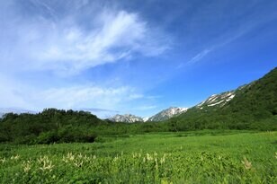 【花便り】高層湿原でお花見トレッキング！  木道ギリギリまで咲き誇るニッコウキスゲやコバイケイソウの中を歩こう！【長野県栂池自然園】