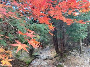 美麗「秋景色」からの山頂「大パノラマ」絶景！  驚異の展望「北は日本海＆南は四国」まで見える「那岐山・岡山」【11月 登山レポ】
