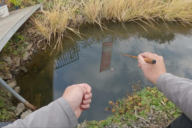 その “アタリ” 極めて繊細＆魚体は “いぶし銀” の冬の装い！  年末年始もOK「寒タナゴ釣り」 都心から90分「野田幸手園」で3時間40匹実釣！  現地レポの画像005