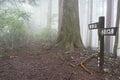 紅葉の時期に再訪したい「花の百名山」御前山「霧の中をゆっくり歩く」実踏レポート【東京都西多摩郡奥多摩町・檜原村】の画像005