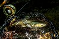 【渓流釣り】白馬・小谷は豊富な支流群が魅力「どんな魚に出会えるかな」 姫川上流エリアでフライフィッシング！  長野県の画像006