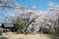 登山口から山頂まで桜が続く「お花見登山の聖地」光城山の桜は今が見頃の画像001