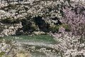 桜の開花ラッシュ直前！ 「心に残る“サクラ”写真を撮るために」“プロが教える ”違いが出る！撮影ひと工夫【2022年】の画像008