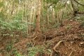 出丸の大切岸と圧巻の畝状竪堀群！  約4時間にわたる実地踏査でみた防衛遺構とは　石見国・松山城〈後編〉（島根県江津市）【戦国の山城を攻める vol.04】の画像016
