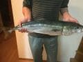 魚たちも「食欲の秋」！？ 「釣果ハイシーズン」のワケと「狙いたい魚種」3選！【秋の海釣り攻略ガイド】の画像005