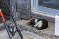 「小満芒種（スーマンボース）の猫島散歩」あちこちに聖地や御嶽が点在する特別な島の猫たちは、沖縄の神々と連絡を取り合っているのか……【琉球島猫百景 vol.15／沖縄県南城市知念】の画像009