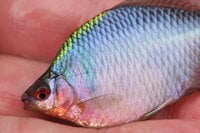 「今はあまり釣れませんよ…」 先客の “置き土産” がまさかの結果に！？  初夏の「タナゴ釣り」 都心からアクセス90分「千葉県・野田幸手園」 現地レポ！