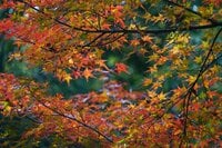 秋の京都は観光だけではもったいない！　紅葉と寺社と山をまるっと楽しむ！【2021年・秋】