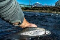 「禁漁期にも楽しめる！」秀麗な富士山の姿を眺めながら、街中でのんびりとリバーフィッシング【2021年11月・潤井川】＜静岡県・富士宮市＞