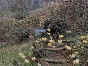 春が見ごろ「ミツマタ」山腹に広がる群生地「黄色い世界」の絶景！  苔むす神秘の神社も幻想的「愛宕山」ハイキング【兵庫県丹波篠山市】