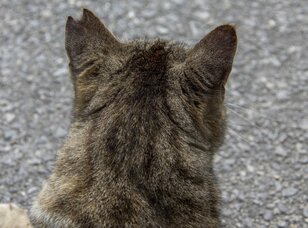 「さくらねこ」を知っていますか？　3月22日は「さくらねこの日」です【琉球島猫百景 vol.07】