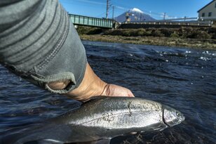 「禁漁期にも楽しめる！」秀麗な富士山の姿を眺めながら、街中でのんびりとリバーフィッシング【2021年11月・潤井川】＜静岡県・富士宮市＞