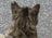 「さくらねこ」を知っていますか？　3月22日は「さくらねこの日」です【琉球島猫百景 vol.07】の画像002