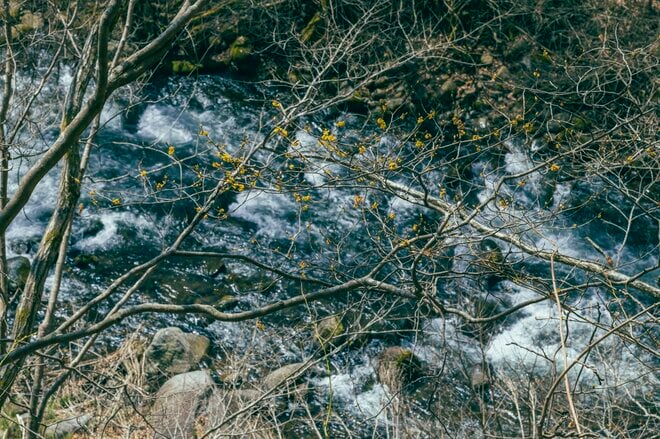 【渓流釣り】雪代を避けて釣り行脚！「初めての道、新しい景色、素晴らしい渓相にウキウキでフライフィッシング」 群馬県｜2026年の画像003