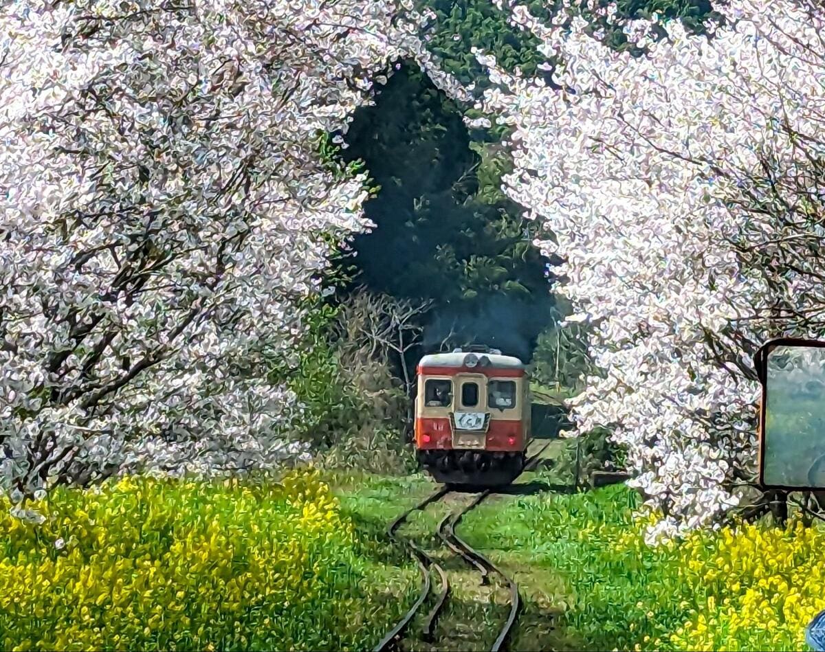 千葉県いすみ鉄道 レア 桜 春 写真｜美術品・アンティーク