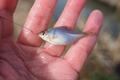 田んぼの「ホソ」で小物釣り！ 幅1ｍ水路から「まさかの6種・60匹超え」釣果レポ！ 指先サイズ「タナゴ・小ブナ」ほか「ちっちゃ可愛いすぎ」で癒し…【茨城県・霞ヶ浦】の画像002