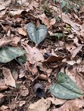 スプリング・エフェメラル 〜春のはかない妖精を求めて〜 角田山＜新潟県＞の画像012
