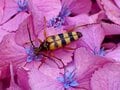 「アジサイには派手な姿のカミキリムシが集まる？」 梅雨時は森や山に咲くアジサイを要チェック【あなたのすぐそばにいる「季節の虫」の探し方 vol.7】の画像001