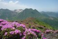 山一面をピンクに染める “ミヤマキリシマ” はいまが見頃。名所「九重連山」の今年の咲き具合やいかに？の画像004