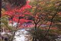  東海地方No.1紅葉スポット「香嵐渓」真っ赤に染まる「4,000本のモミジ」ハズせない “一番の見ごろ” ライトアップ＆アーチ絶景「現地レポ」の画像001