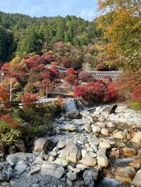 あの「香嵐渓」超える紅葉名所か！？  知る人ぞ知る「夕森渓谷」とは！  名古屋から1時間半「清流・川上川」がつくる絶景の渓谷美「現地レポ」
