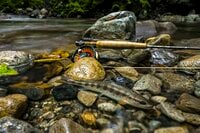 【渓流釣り】 目に染みるような緑の渓で陽光に輝くアマゴに目を細め、うつろう季節を感じながら御嶽山の裾野でフライフィッシング！ 「上流より下流の方が好釣果」  長野県・木曽川漁協エリア 2024年