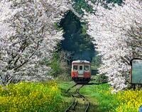 絶景！ 房総の「桜＆菜の花」に包まれる「いすみ鉄道」春ドライブで訪れたい「とっておき撮影スポット」3選