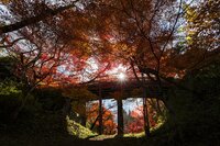 【高遠城址公園】「天下第一の桜の名所で紅葉狩り」歴史の風吹く武田信玄の城跡に輝く紅！《長野県》2022年