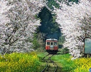 絶景！ 房総の「桜＆菜の花」に包まれる「いすみ鉄道」春ドライブで訪れたい「とっておき撮影スポット」3選