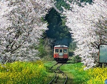 絶景！ 房総の「桜＆菜の花」に包まれる「いすみ鉄道」春