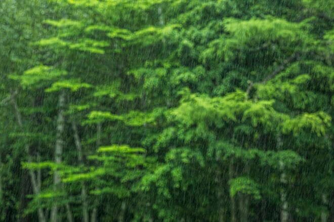【渓流釣り】そぼ降る雨にしっとりと濡れた渓 「濃い魚影、しかも高活性だけどスレスレのイワナたちにドキドキのフライフィッシング！」 長野県｜2026年の画像001