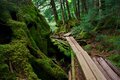 【原生林に癒される】コケ生す北八ヶ岳で出合う “高嶺の花” ミツバオウレン＜白駒の池とコケの森＞【今日も山旅気分 vol.41】の画像003