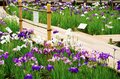 梅雨空の絶景！  東京23区に咲く花菖蒲の4名所「堀切菖蒲園」「水元公園」「小岩菖蒲園」「しょうぶ沼公園」で江戸の風流を感じる【東京都・葛飾区/江戸川区/足立区】の画像014