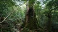 ジブリアニメ『もののけ姫』の舞台!?  世界遺産・屋久島「白谷雲水峡」深すぎる緑の絶景の画像004