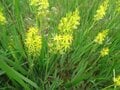 首都圏からアクセス良好「鳩待峠」から “天空の楽園” アヤメ平、尾瀬ヶ原を経て「至仏山」 周回ルートで尾瀬を1泊2日で満喫【群馬県片品村】の画像008