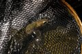 【渓流釣り】風薫る5月「ワンチャンあるか！？」 GW明けのスレた渓流魚たち   長野県白馬村・小谷村 2025年の画像008