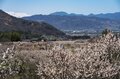 まさに見頃！「一目十万本！ 日本一のあんずの里」に春が来た！ ピンクに染まる山里の景色 【第67回あんずまつり】2022年の画像009