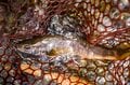 「黄金色のイワナが雪解けの流れに踊る」 志賀高原を流れる雑魚川で解禁日フライフィッシング・ルポ 【長野県下高井郡山ノ内町】2024年の画像004