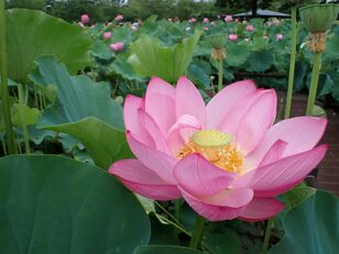 太古の眠りからの目覚め「12万株のハスの大輪が見頃」＆田んぼアートも【古代蓮の里】2023年・埼玉県行田市