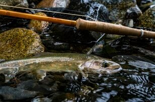 【渓流釣り】夏色の渓！  暑さにも負けず、奥の手でフライフィッシング「まるでイワナのファッションショー」 2024年7月・長野県南部