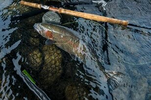 【本流釣り】深まる秋、犀川のセカンドシーズン真っ只中！ 「太い流れから飛び出した極太レインボー」 長野県｜2025年
