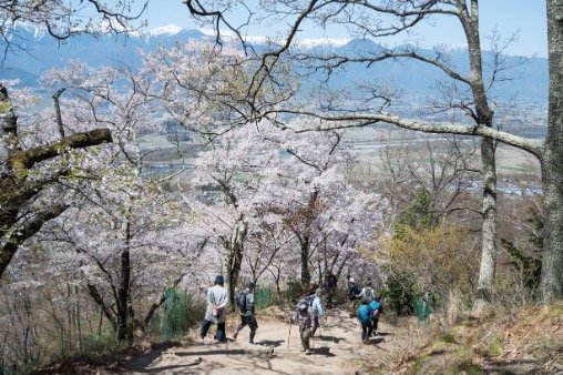 【こんな贅沢な山は他にない！】お花見ハイキングの名所「光城山」のお出かけ前に押さえるべきポイント解説の画像003
