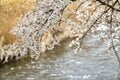 【渓流釣り】「桜の下のアマゴはほんのりピンク色」春の里川でお花見フィッシング！ 長野県・天竜川支流 2023年の画像002