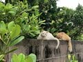 「夜が幻想的すぎる」人口約400名の沖縄の離島。暗闇の中にフットライトが点灯し、ぼんやりと浮かび上がる白砂の道を島猫が歩く【琉球島猫百景 vol.05　渡名喜島〈2〉「島の暮らしと島の猫」】の画像002