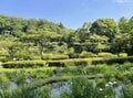 「赤ちゃんをおんぶする水鳥」 激萌え赤ちゃんに胸キュン！  都市公園の池でイクメンも大奮闘  2024年【東京都】の画像001