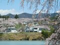「開花ピーク直前！」高遠城址公園だけじゃない！ 南アルプスの麓のおすすめ桜スポット4選【長野県伊那市】の画像006