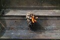 秋は “ナチュラル着火剤” 収穫のシーズン「焚き火に不可欠な自然の恵み」をガンガン拾える！【焚き火の話vol.11】の画像003