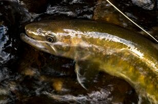 【渓流釣り】シーズン終盤！  秋の気配が漂いだした雨後の渓、堰堤の主を釣る  長野県・2025年