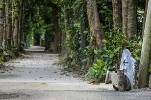 春雨の備瀬フクギ並木で出会った待ち猫たち【琉球島猫百景 vol.11　沖縄県本部町】